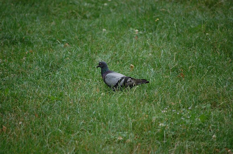 DSC_0302.JPG