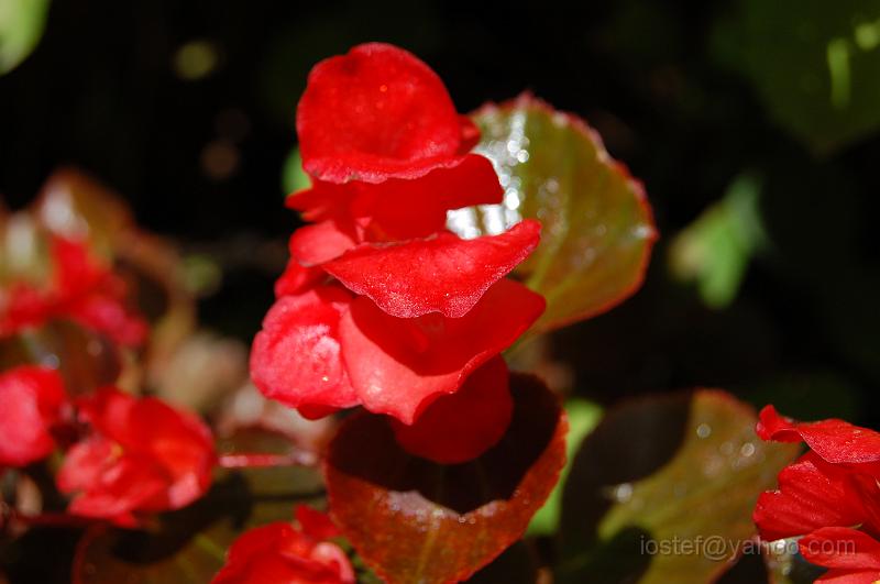 DSC_0487.JPG