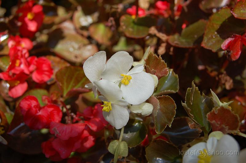 DSC_0491.JPG