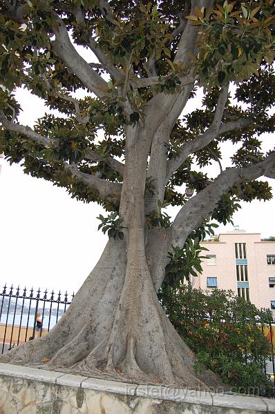 DSC_0238.JPG