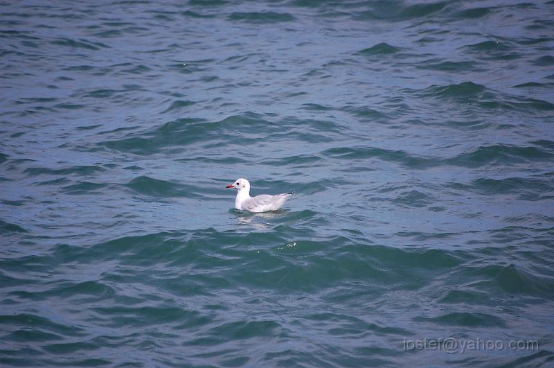DSC_0059.JPG