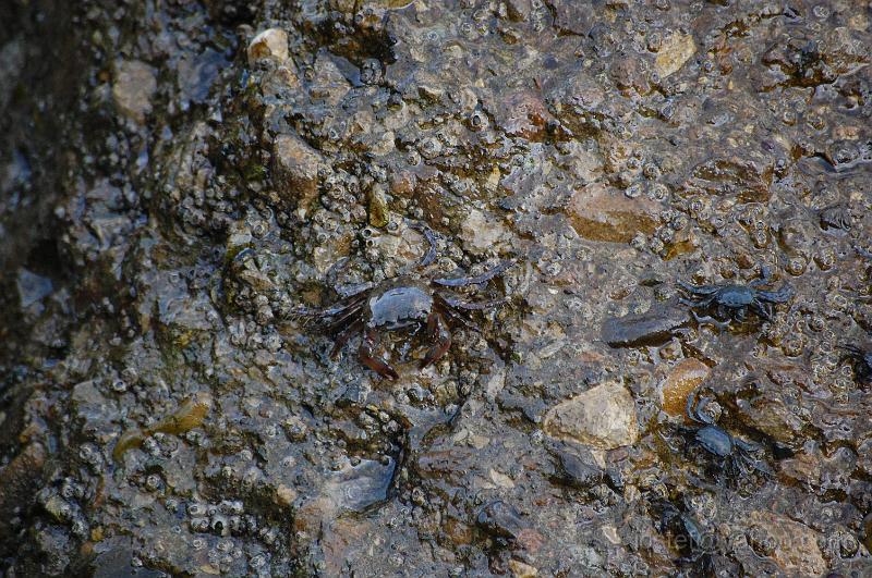 DSC_0137.JPG