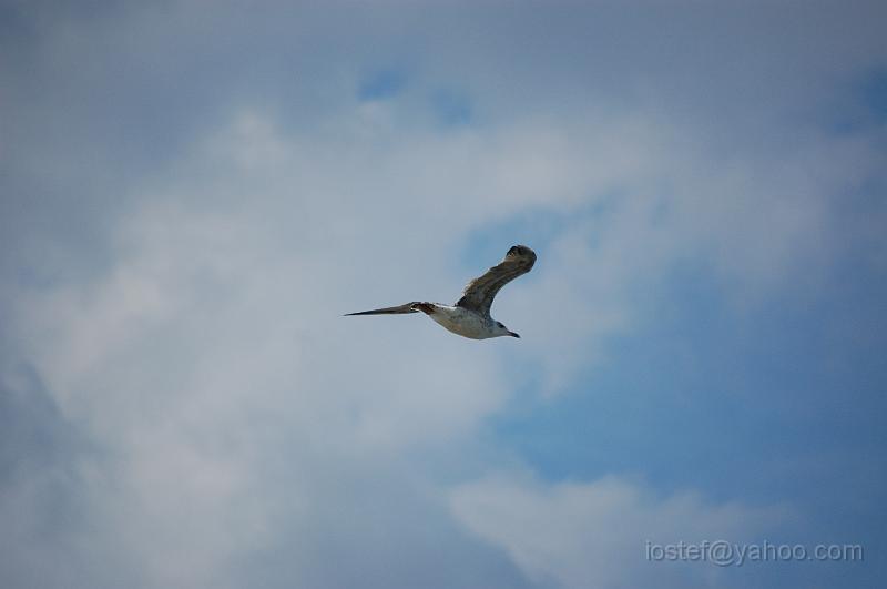 DSC_0160.JPG