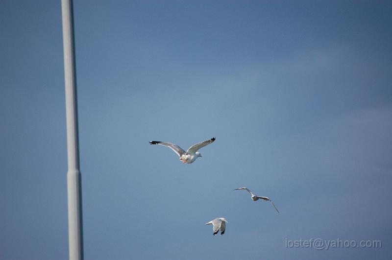 DSC_0194.JPG
