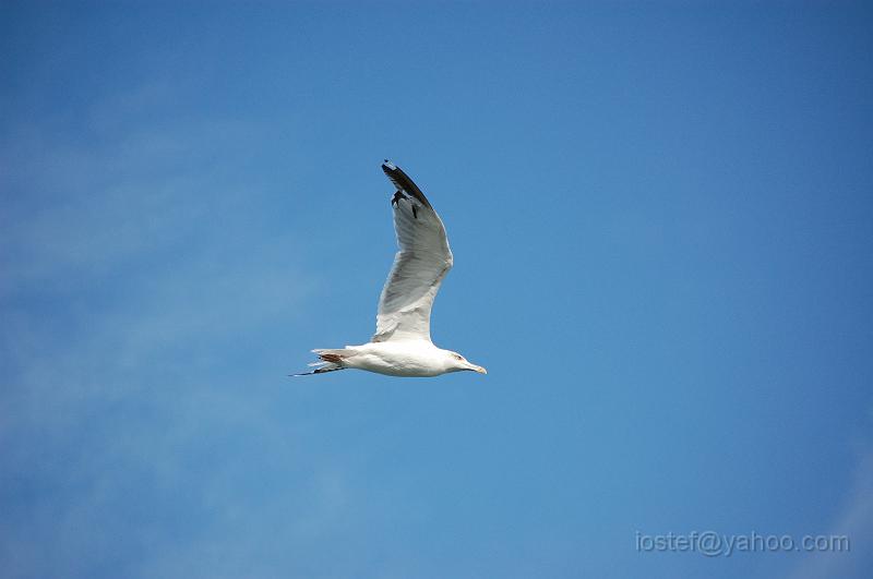DSC_0197.JPG