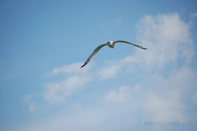 DSC_0198.JPG