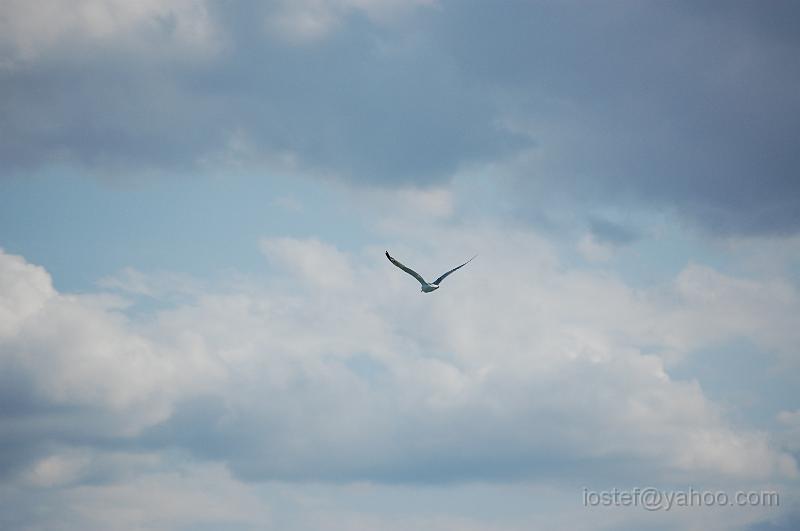 DSC_0200.JPG