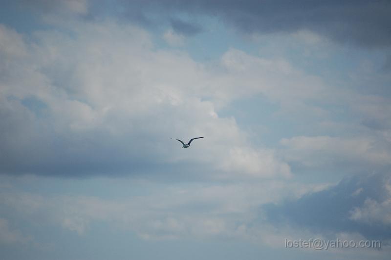 DSC_0202.JPG