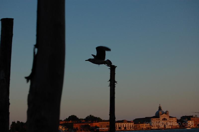 DSC_0273.JPG