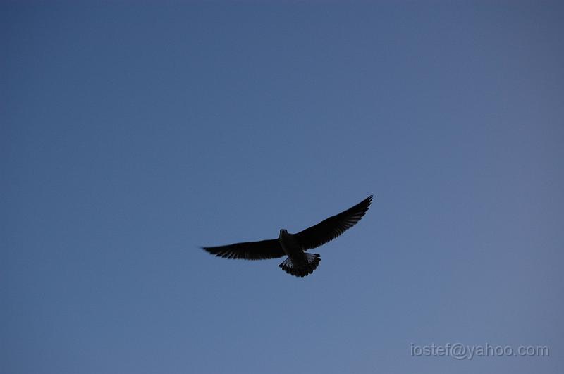 DSC_0275.JPG