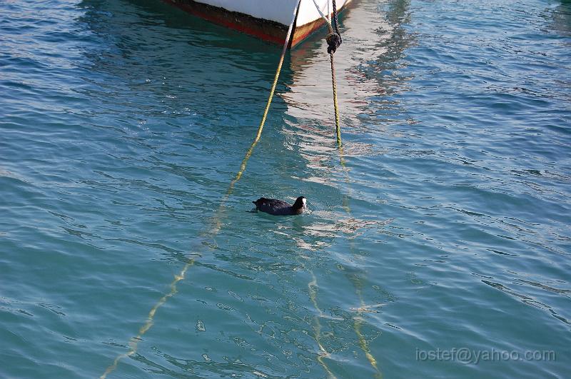 DSC_0605.JPG