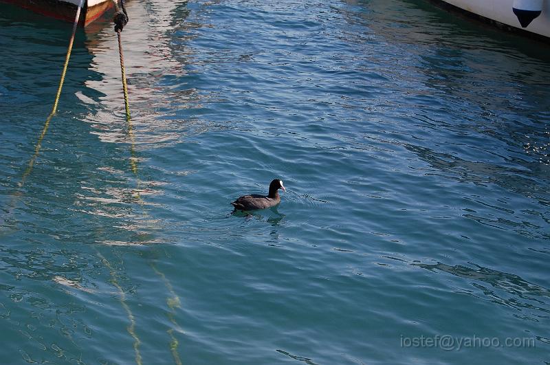 DSC_0607.JPG