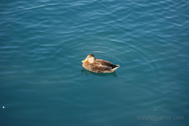 DSC_0629.JPG